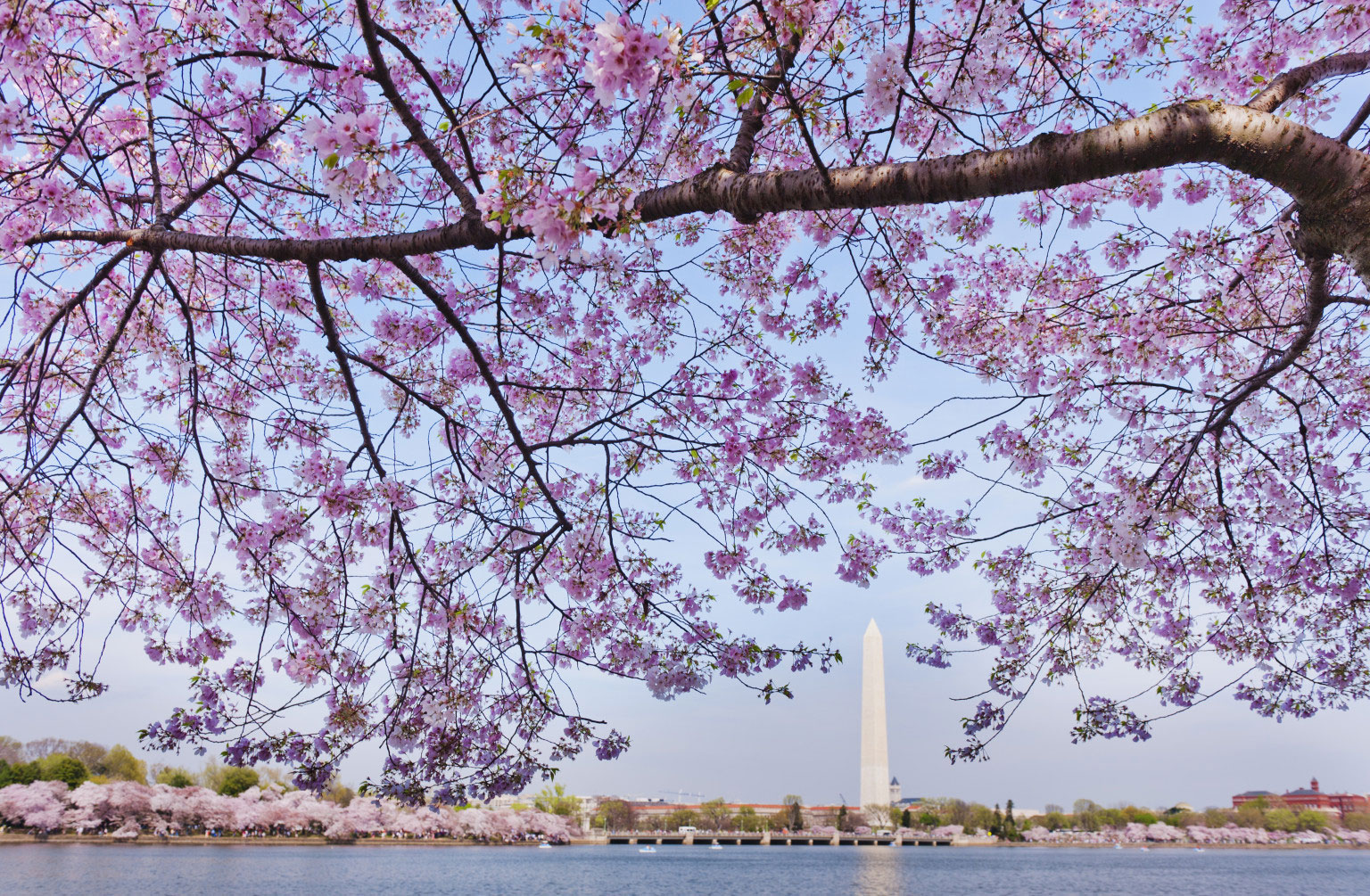Washington Memorial and Cherry Blossoms