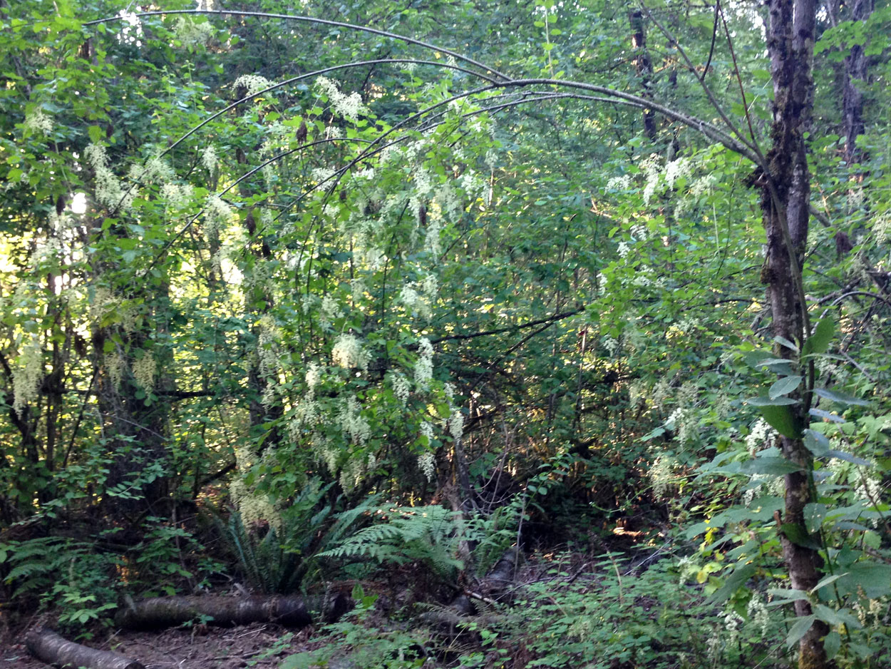 Northwest forest lilacs, Christine Norstrand, photo