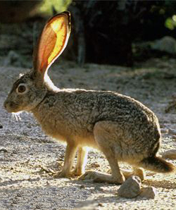 Desert jackrabbit, Joshua Tree